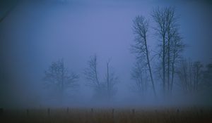 Preview wallpaper fog, haze, veil, trees, field, evening