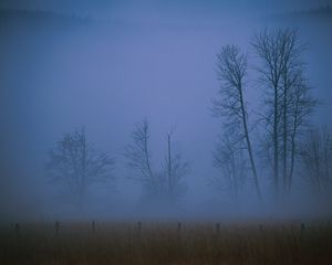 Preview wallpaper fog, haze, veil, trees, field, evening