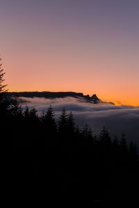 Preview wallpaper fog, horizon, sunset, forest, trees