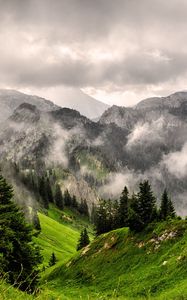Preview wallpaper fog, mountains, forest, peaks, grass