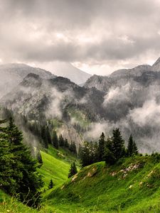 Preview wallpaper fog, mountains, forest, peaks, grass