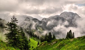 Preview wallpaper fog, mountains, forest, peaks, grass