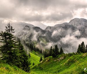 Preview wallpaper fog, mountains, forest, peaks, grass
