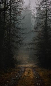 Preview wallpaper fog, path, branches, forest, trees, autumn, gloomy
