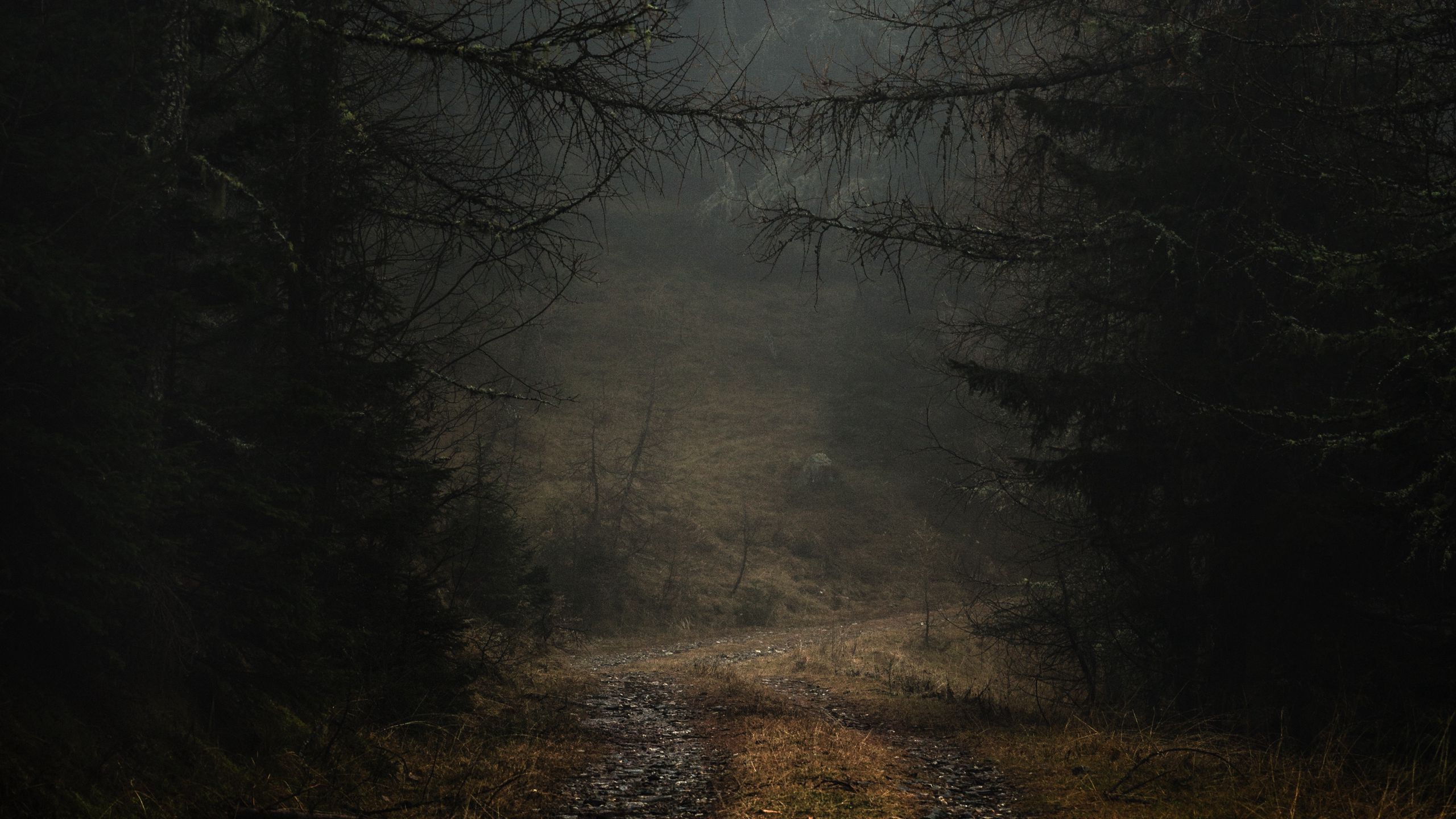 Download wallpaper 2560x1440 fog, path, branches, forest, trees, autumn