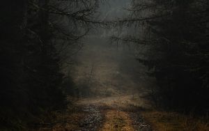 Preview wallpaper fog, path, branches, forest, trees, autumn, gloomy
