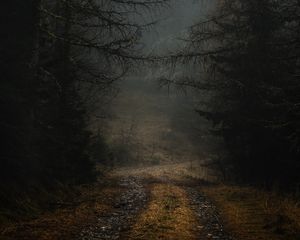 Preview wallpaper fog, path, branches, forest, trees, autumn, gloomy