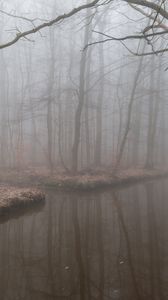 Preview wallpaper fog, reflection, branches, gloomy