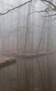 Preview wallpaper fog, reflection, branches, gloomy