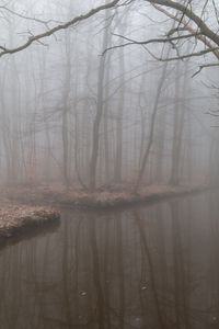 Preview wallpaper fog, reflection, branches, gloomy