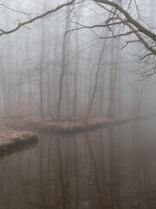 Preview wallpaper fog, reflection, branches, gloomy