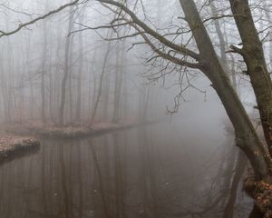 Preview wallpaper fog, reflection, branches, gloomy