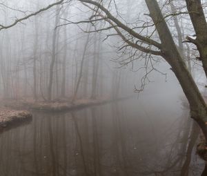 Preview wallpaper fog, reflection, branches, gloomy