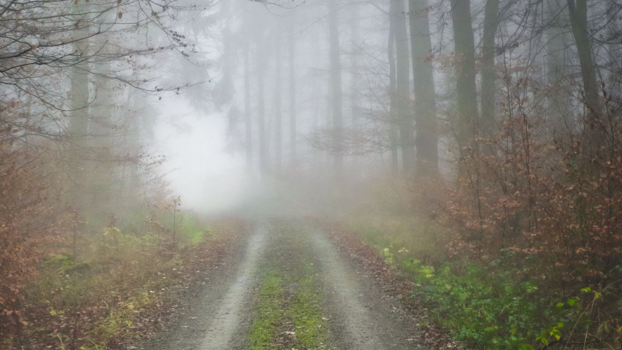 Wallpaper fog, road, forest, trees, nature