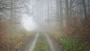 Preview wallpaper fog, road, forest, trees, nature