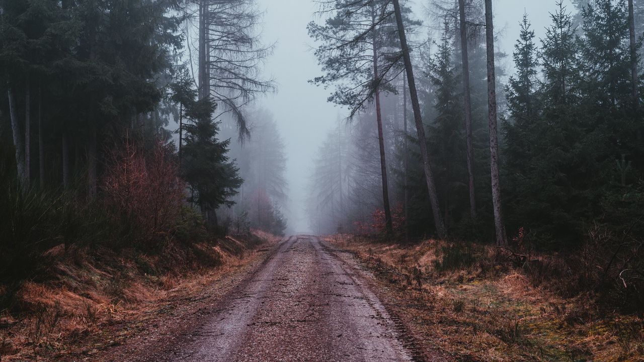 Wallpaper fog, road, gloomy, forest
