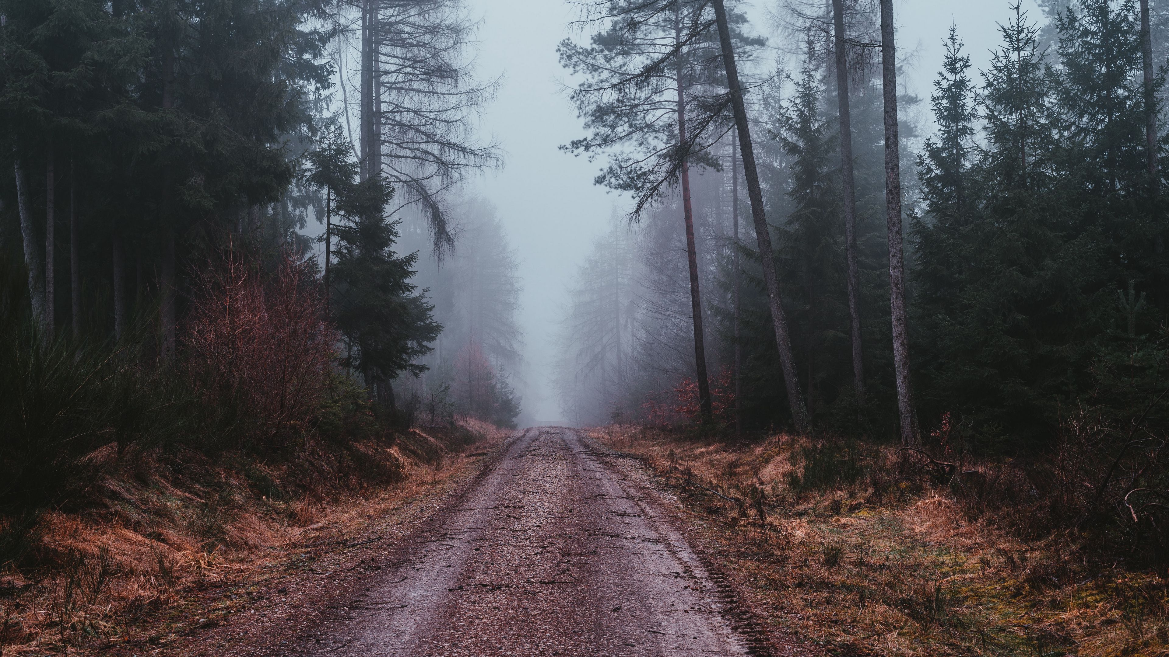 Download wallpaper 3840x2160 fog, road, gloomy, forest 4k uhd 16:9 hd  background