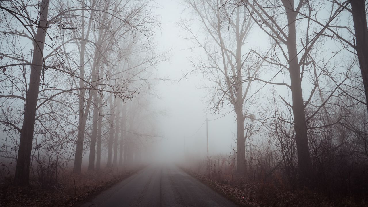 Wallpaper fog, road, trees, dawn, silence