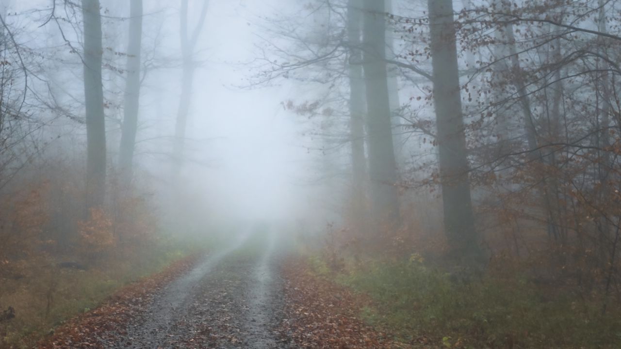 Wallpaper fog, road, trees, forest, autumn