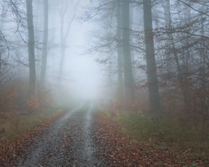 Preview wallpaper fog, road, trees, forest, autumn