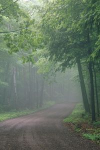 Preview wallpaper fog, road, wood, uncertainty, haze