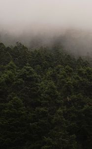 Preview wallpaper fog, spruce, trees, forest, branches