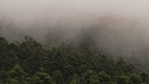 Preview wallpaper fog, spruce, trees, forest, branches