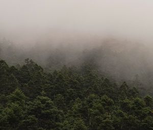 Preview wallpaper fog, spruce, trees, forest, branches