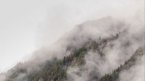 Preview wallpaper fog, spruce, trees, forest, nature