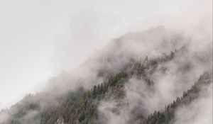 Preview wallpaper fog, spruce, trees, forest, nature
