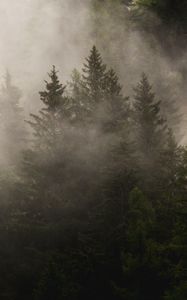 Preview wallpaper fog, spruces, trees, forest