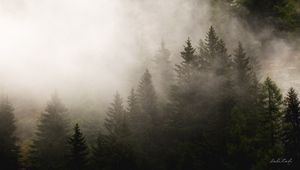 Preview wallpaper fog, spruces, trees, forest