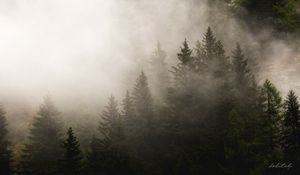 Preview wallpaper fog, spruces, trees, forest