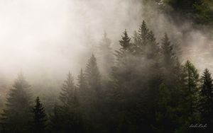 Preview wallpaper fog, spruces, trees, forest