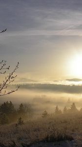 Preview wallpaper fog, tree, kidneys, snow, grass, dawn