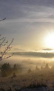 Preview wallpaper fog, tree, kidneys, snow, grass, dawn