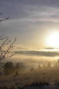 Preview wallpaper fog, tree, kidneys, snow, grass, dawn