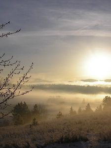 Preview wallpaper fog, tree, kidneys, snow, grass, dawn