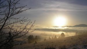 Preview wallpaper fog, tree, kidneys, snow, grass, dawn