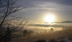 Preview wallpaper fog, tree, kidneys, snow, grass, dawn