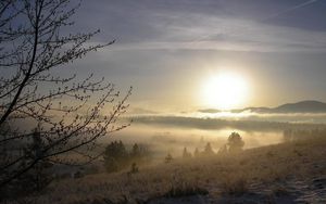 Preview wallpaper fog, tree, kidneys, snow, grass, dawn