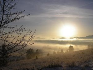 Preview wallpaper fog, tree, kidneys, snow, grass, dawn