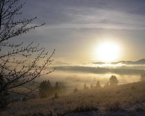 Preview wallpaper fog, tree, kidneys, snow, grass, dawn