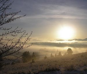 Preview wallpaper fog, tree, kidneys, snow, grass, dawn