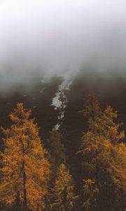 Preview wallpaper fog, trees, autumn, slope