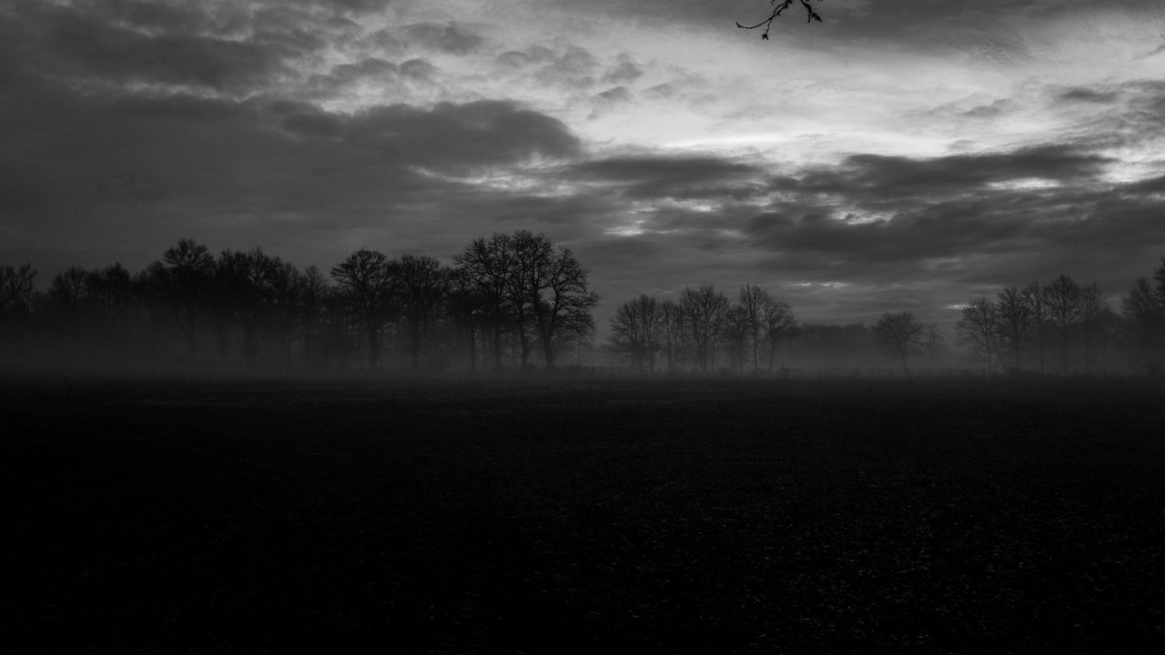 Wallpaper fog, trees, bw, landscape, dark