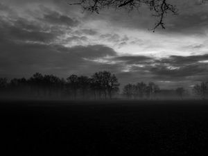 Preview wallpaper fog, trees, bw, landscape, dark