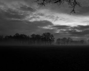 Preview wallpaper fog, trees, bw, landscape, dark