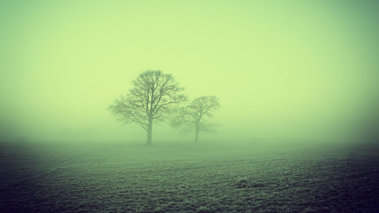 Wallpaper fog, trees, field, nature