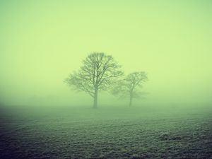 Preview wallpaper fog, trees, field, nature